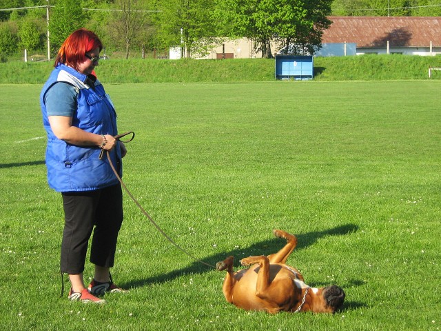 www.atibox.net * www.euroboxer.eu * www.boxergenealogia.eu
